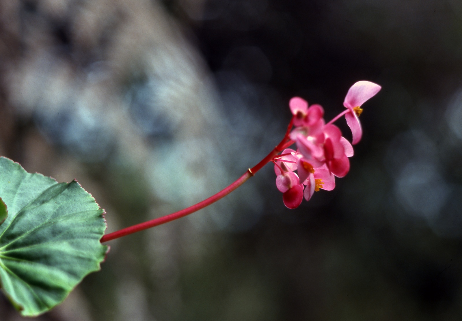 Geraniums, storksbills